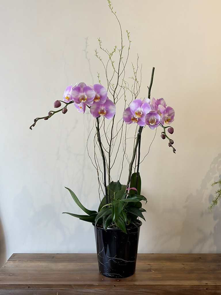 Stillness of an Orchid