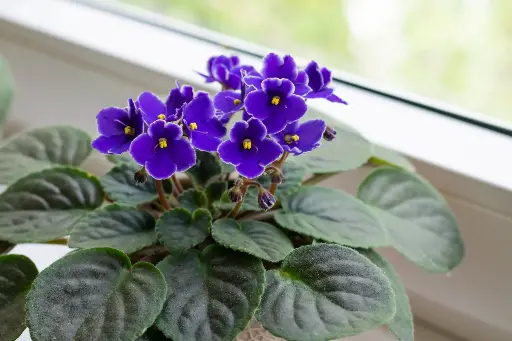 非洲紫羅蘭（聖保羅花）
