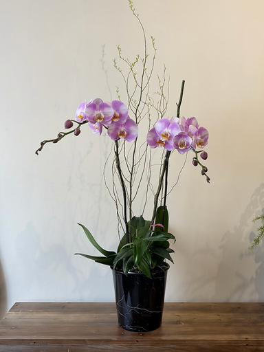 龍柳x紫掌x蘭花｜Stillness of an Orchid